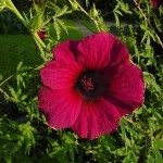 Brown Indian Hemp (Hibiscus Cannabinus) 20 seeds