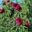 Brown Indian Hemp (Hibiscus Cannabinus) 5 seeds