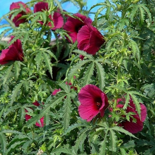 Brown Indian Hemp (Hibiscus Cannabinus) 20 seeds