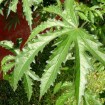 Brown Indian Hemp (Hibiscus Cannabinus) 5 seeds