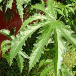 Brown Indian Hemp (Hibiscus Cannabinus) 20 seeds