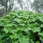 Bur Cucumber (Sicyos Angulatus) 20 seeds