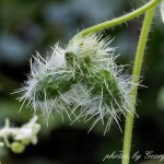 Bur Cucumber (Sicyos Angulatus) 10 seeds