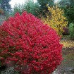 Burning Bush (Euonymus Alatus) 20 seeds