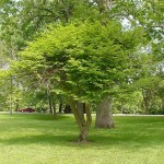 Burning Bush (Euonymus Alatus) 10 seeds