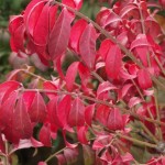 Burning Bush (Euonymus Alatus) 20 seeds