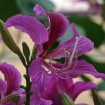 Butterfly Orchid Tree (Bauhinia Purpurea) 5 seeds