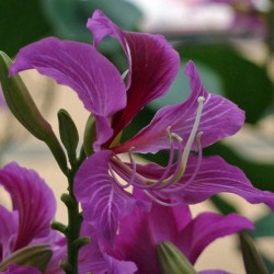 Butterfly Orchid Tree (Bauhinia Purpurea) 10 seeds