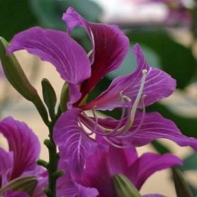 Butterfly Orchid Tree (Bauhinia Purpurea) 10 seeds Butterfly Orchid Tree (Bauhinia Purpurea) 10 seeds