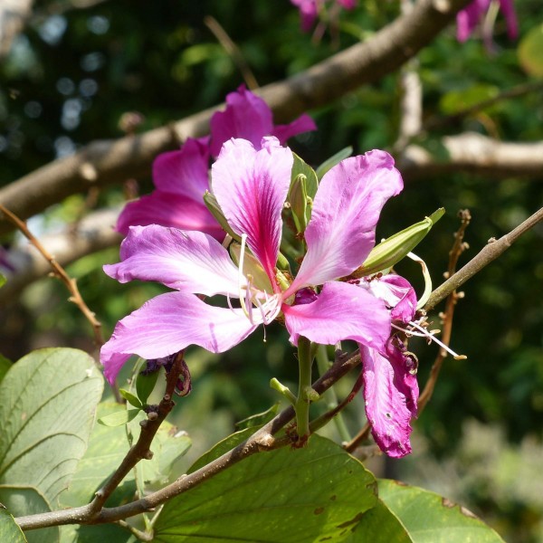 Bauhinia purpureaButterfly Orchid TreeCamels Foot10_Seeds 