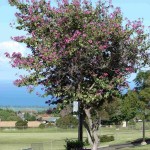 Butterfly Orchid Tree (Bauhinia Purpurea) 20 seeds