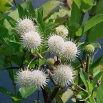 Button Bush (Cephalanthus Occidentalis) 100 seeds