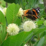 Button Bush (Cephalanthus Occidentalis) 100 seeds