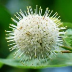 Button Bush (Cephalanthus Occidentalis) 100 seeds