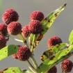 Button Bush (Cephalanthus Occidentalis) 20 seeds