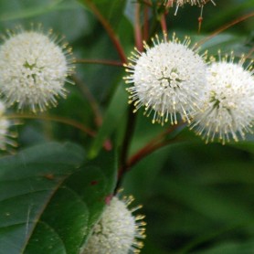Button Bush (Cephalanthus Occidentalis) 10 seeds Button Bush (Cephalanthus Occidentalis) 10 seeds