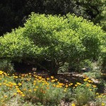 Button Bush (Cephalanthus Occidentalis) 20 seeds