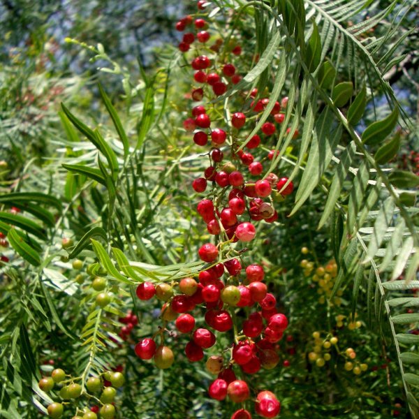 Firmar becerro Semicírculo California Pepper Tree (Schinus Molle) 5 seeds