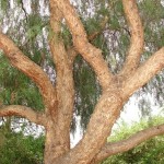 California Pepper Tree (Schinus Molle) 5 seeds