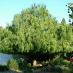 California Pepper Tree (Schinus Molle) 30 seeds