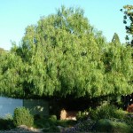 California Pepper Tree (Schinus Molle) 5 seeds