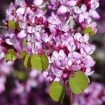 California Redbud (Cercis Occidentalis) 7 seeds