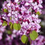 California Redbud (Cercis Occidentalis) 15 seeds