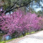 California Redbud (Cercis Occidentalis) 7 seeds