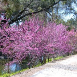 California Redbud (Cercis Occidentalis) 50 seeds