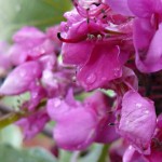 California Redbud (Cercis Occidentalis) 7 seeds