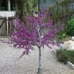 California Redbud (Cercis Occidentalis) 50 seeds