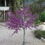 California Redbud (Cercis Occidentalis) 7 seeds