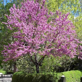 California Redbud (Cercis Occidentalis) 15 seeds California Redbud (Cercis Occidentalis) 15 seeds