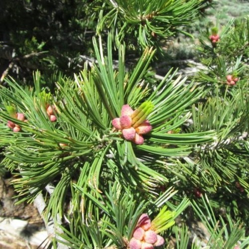 California White Pine (Pinus Monticola) 7 seeds