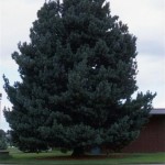California White Pine (Pinus Monticola) 7 seeds