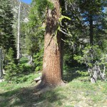 California White Pine (Pinus Monticola) 20 seeds