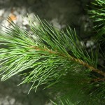 California White Pine (Pinus Monticola) 20 seeds