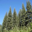 Californian Red Fir (Abies Magnifica Shastensis) 10 seeds