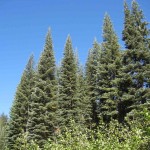 Californian Red Fir (Abies Magnifica Shastensis) 5 seeds