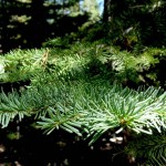 Californian Red Fir (Abies Magnifica Shastensis) 5 seeds