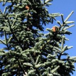 Californian Red Fir (Abies Magnifica Shastensis) 3 seeds