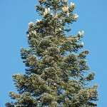 Californian Red Fir (Abies Magnifica Shastensis) 3 seeds