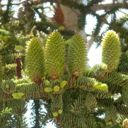 Californian Red Fir (Abies Magnifica Shastensis) 15 seeds