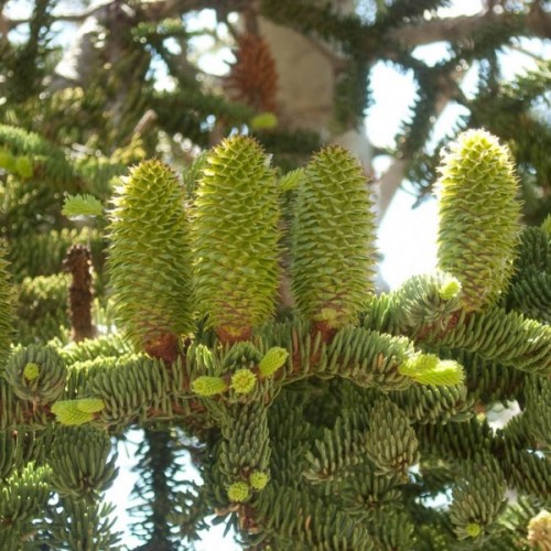 Californian Red Fir (Abies Magnifica Shastensis) 3 seeds