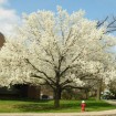 Callery Pear (Pyrus Calleryana) 10 seeds