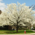 Callery Pear (Pyrus Calleryana) 10 seeds