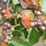 Callery Pear (Pyrus Calleryana) 20 seeds