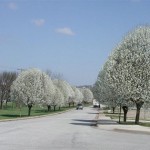 Callery Pear (Pyrus Calleryana) 10 seeds