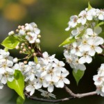 Callery Pear (Pyrus Calleryana) 10 seeds