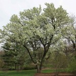 Callery Pear (Pyrus Calleryana) 40 seeds